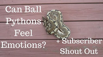 Can Ball Pythons Feel Emotions? + Subscriber Shout Out - Benjamin