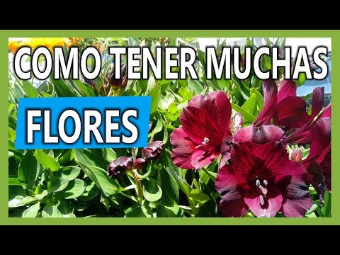 Video: Flor de Astrameria: cultivo, cuidado y uso en ramos