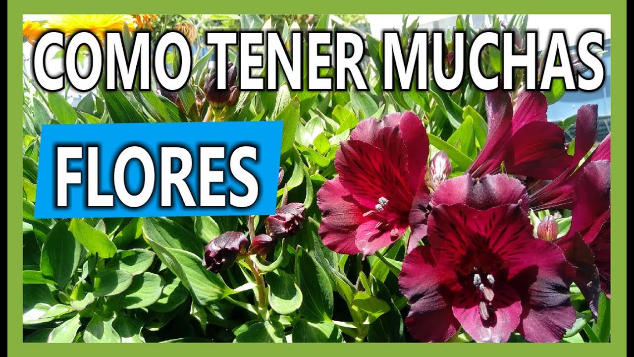 Cuidado de Alstromeria (astromelias - astromerias) Jardinería en casa