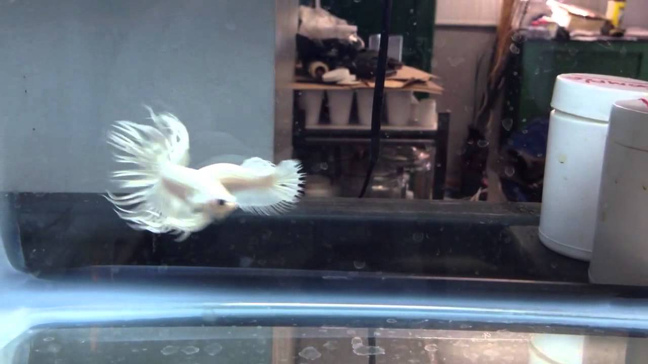 Where To Buy A White Dragon King Crown Betta Fish Buy Walls