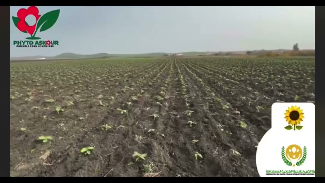 اكراهات زراعة نوار الشمس بالمغرب🌻