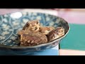 Bath Time 🐸 Common Rain Frogs