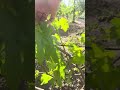 Г/ф 10-31 Писанки О.М #fruit #vineyard