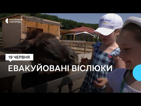 Два віслюки, яких евакуювали з Києва, проживають в селі Ужгородського району