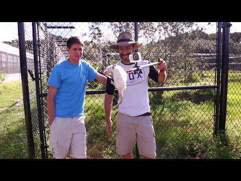 funny video memes World's Largest Animal Unboxing Follow-up : Kamp Kenan S3 Episode 14