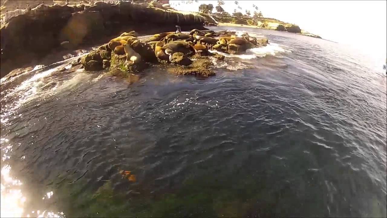 La Jolla Cove Stand up Paddle YouTube