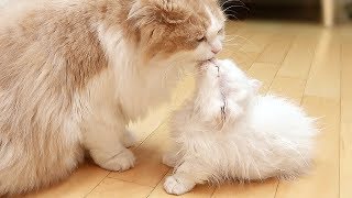 What happens if cats who've always been together since young grow up. (ENG SUB)
