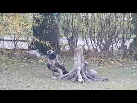 Bearded vulture swallowing a bone