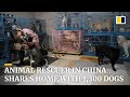 Animal rescuer in China shares home with more than 1,300 dogs