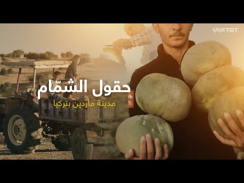 حقول الشم ام من مدينة ماردين بتركيا
