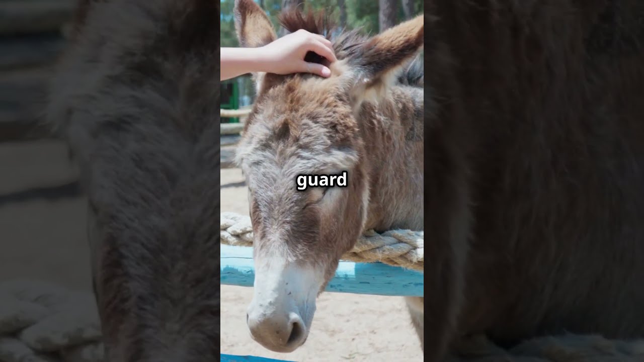  10 Amazing Facts About Donkeys You Didn T Know