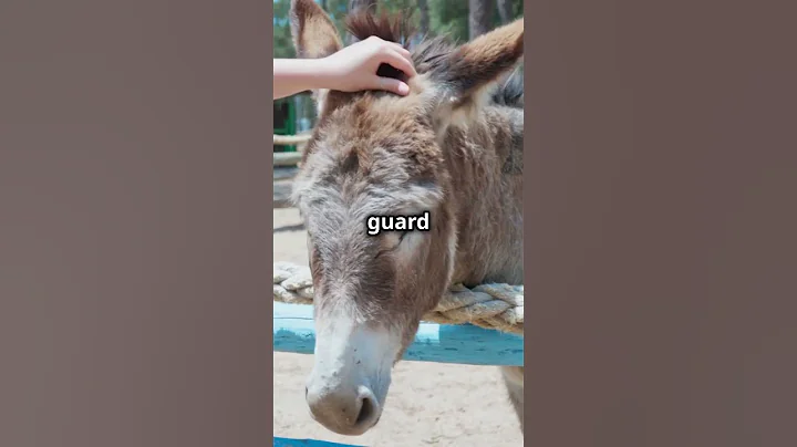 🐴 10 Amazing Facts About Donkeys You Didn't Know!