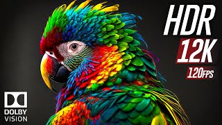 Beauty Of Animals 12K Hdr 120Fps Dolby Vision