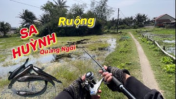 Câu lure cá lóc ruộng ở Sa Huỳnh, Quảng Ngãi bằng mồi giả nhái hơi F1 nước cạn cá gom lại dễ câu