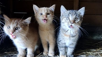 Adorable Kittens meowing- All Talking at the same time!