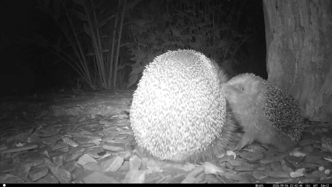 Mother hedgehog shows her young where to find water