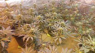 #AGE 21+ ONLY! Ninjas cannabis adventures
