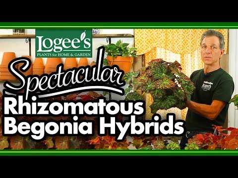 Video: Rhizomatous Begonia Խնամք. Իմացեք, թե ինչպես աճեցնել կոճղարմատավոր բեգոնիա