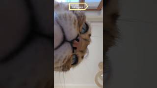Close-Up Cat Magic #cats #catlovers #catshorts #catvideos #trendingshort #viralreels #viralvideo