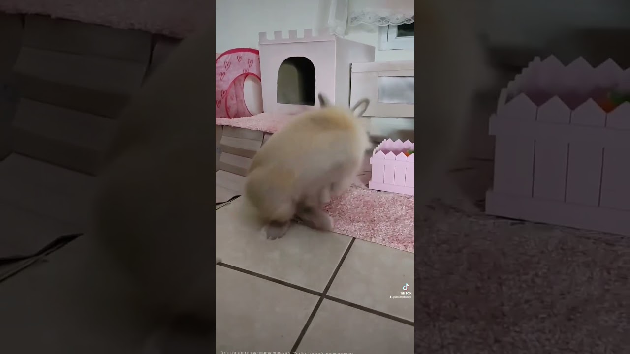 Bunny Thumping 