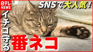 【猫】“看板ネコ”であり“番ネコ”…SNSで大人気 いちごファームの癒しネコ　愛媛　NNNセレクション