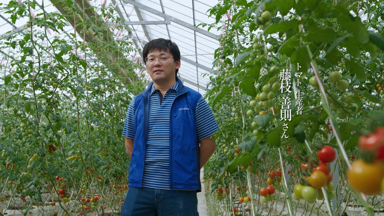 PREMIUM VEGE-FRU CITY 菜果の国 茨城県鉾田市 トマト - YouTube
