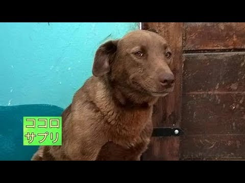 迷子だった保護犬は ２年経っても大好きな飼い主の匂いだけは忘れていなかった Youtube