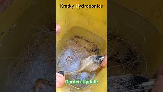 Kratky Hydroponic Garden Update.  #hydroponics #kratky #kratkymethod  #gardening