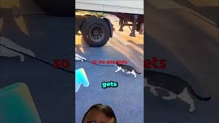 #hesaidshesaidloveinabundance #cat #automobile #funny #accident  #football #trucker