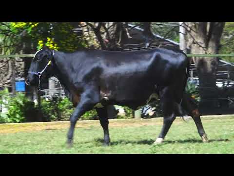 LOTE 183 5400CR