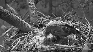 AEF DC EAGLE CAM:  27 DEC 2017 - A Visitor Lends a Beak