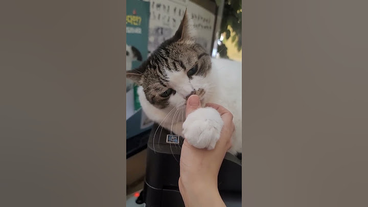고양이 애교🎵