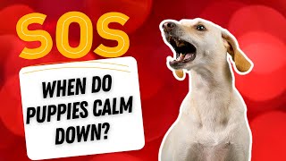 what age do puppies calm down 🐶