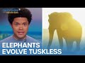 U.S. Gets Dirty Medical Gloves from Thailand & Why Some Elephants Are Born Tuskless | The Daily Show