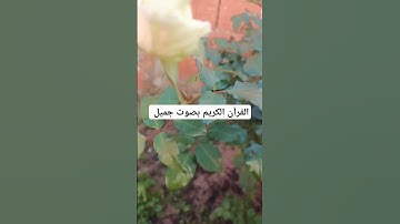 القرآن الكريم بصوت جميل #explore #قرانكريم #قران_كريم #تيك_توك #قرآن #لايك #quran #راحة_نفسية