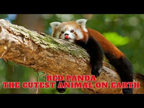 Red Panda | The Cutest Animal On Earth - YouTube