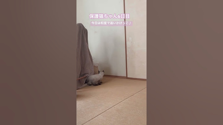 猫ちゃんがうちに来て6日目　#子猫 #保護猫