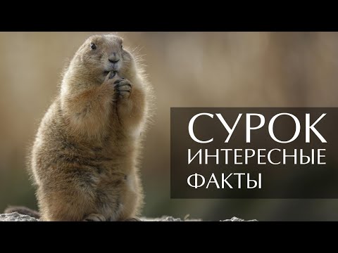 Сурок - интересные факты (Фото, Видео, Звуки)