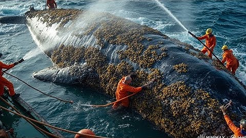 Giải cứu cá voi bị hà bám nặng trĩu: Quá trình làm sạch không tưởng