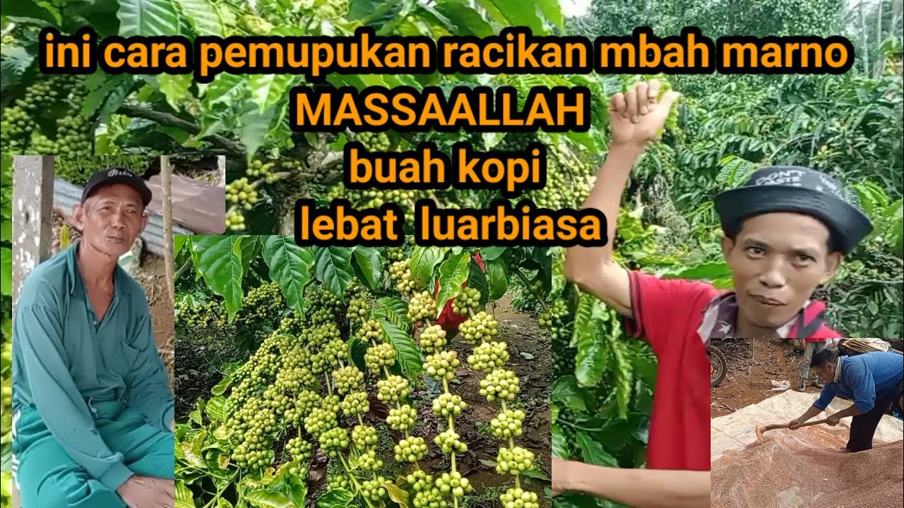 cara pemupukan Mbah marno yang buah kopi nya luarbiasa