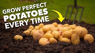 Grow Perfect Potatoes Every Time