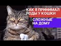 Как я принимал роды у кошки на дому