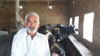 Desi buffalo farm|| Smart buffalo farm|| Small dairy farm| Dairy Farming Tips|| بھینسوں کا فارم