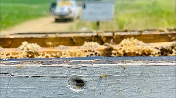 Mating Nuc Target Practice!