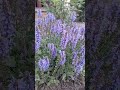 Шалфей Деменшен Блю#шалфей#алтай #модныйсад #сад