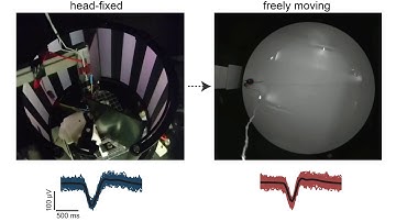 How does the brain help animals navigate their environment?