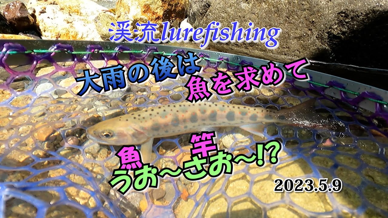 魚を求めて うお〜さお～!! - YouTube