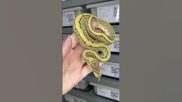 Desert Ghost Pinstripe #ballpythonbreeder #ballpythonmorph #desertghost #reptile #ballpython