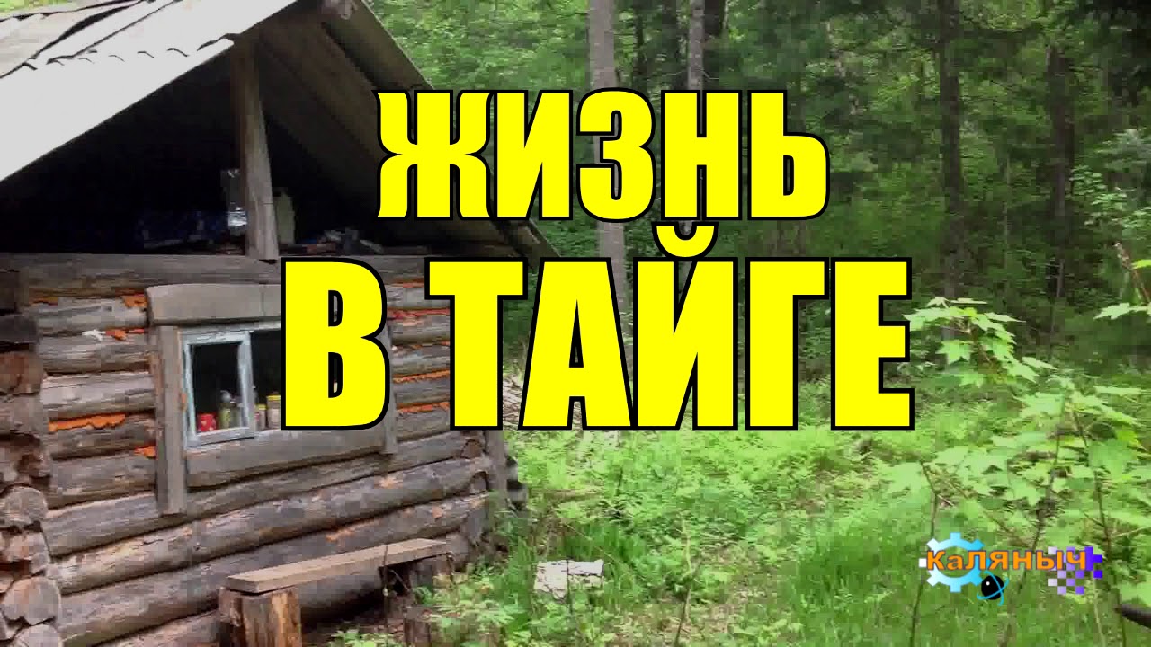 Жизнь в глухой тайге видео. Аудиокнига КАЛЯНЫЧ. Случай в тайге. Коляныч Тайга аудио рассказы. Коляныч аудиокниги. Коляныч Тайга 2.3.4 части.