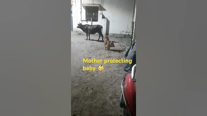Mother protecting baby Calf 🐄#cow #calf #goat #nature #gyr #sapi #caballos #pecuaria #inek #shorts